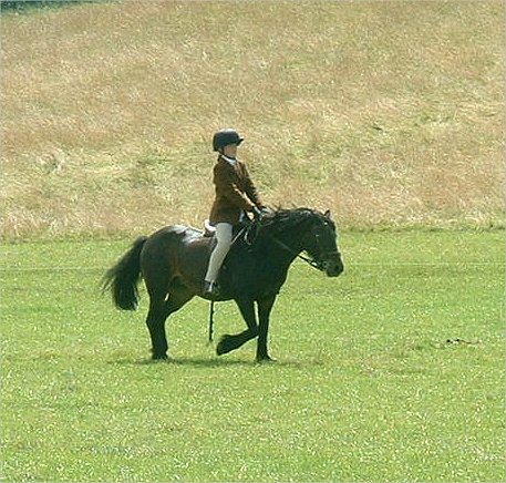 Fell Pony Society Midlands East Support Group Show