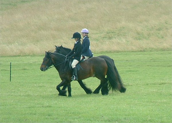 Fell Pony Society Midlands East Support Group Show