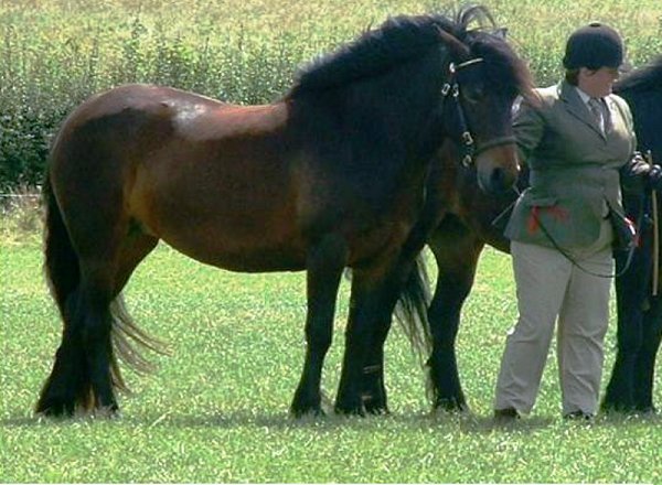 Fell Pony Society Midlands East Support Group Show