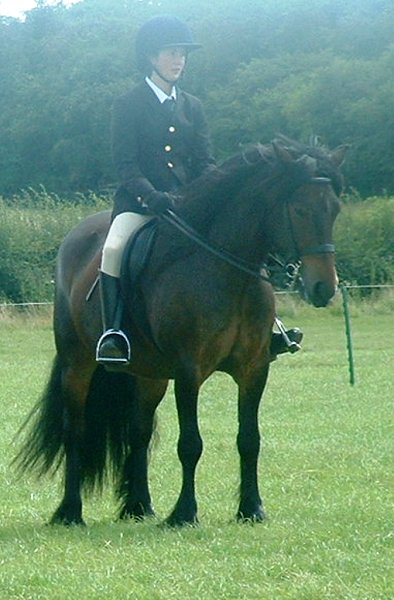 Fell Pony Society Midlands East Support Group Show
