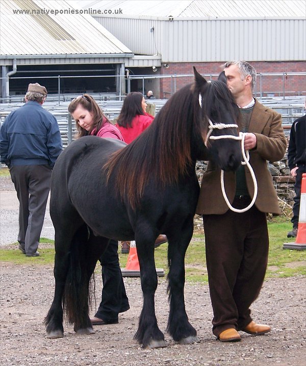 Fell Pony sales 2007