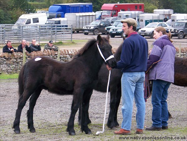 Fell Pony sales 2007