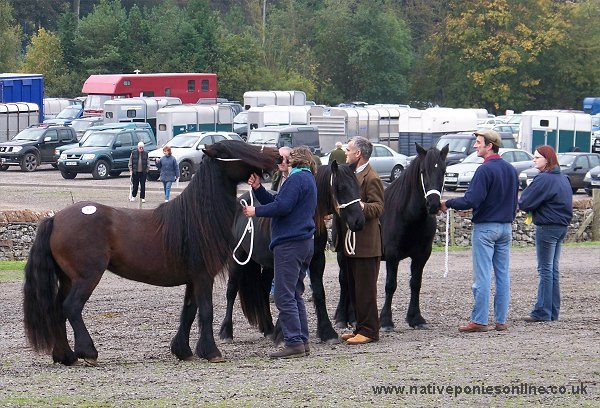 Class 2 Penrith Fell Pony Sales 2007